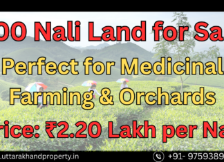 Champawat Hills में 5000 ft+ की ऊँचाई पर – 200 Nali Land for Sale | Perfect for Medicinal Farming & Orchards 200 Nali Land for Sale in Champawat Uttarakhand
